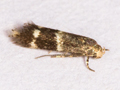 Elachista freyerella